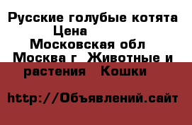 Русские голубые котята › Цена ­ 23 000 - Московская обл., Москва г. Животные и растения » Кошки   